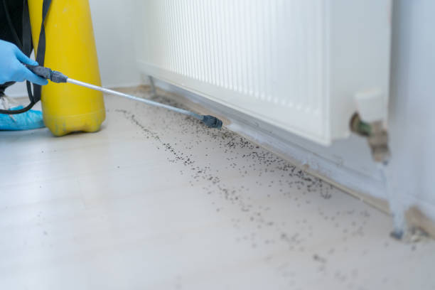 Best Commercial Pest Control Services  in Boyd, TX